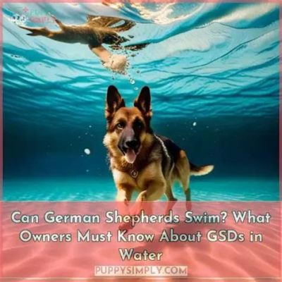 do german shepherds like to swim but can they handle the cold water?